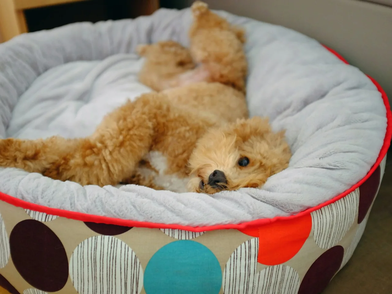 a brown dog laying in a polka dot pet bed