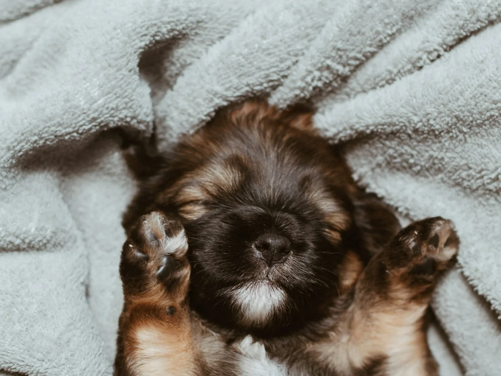 Small dog sleeping on a textured blanket.