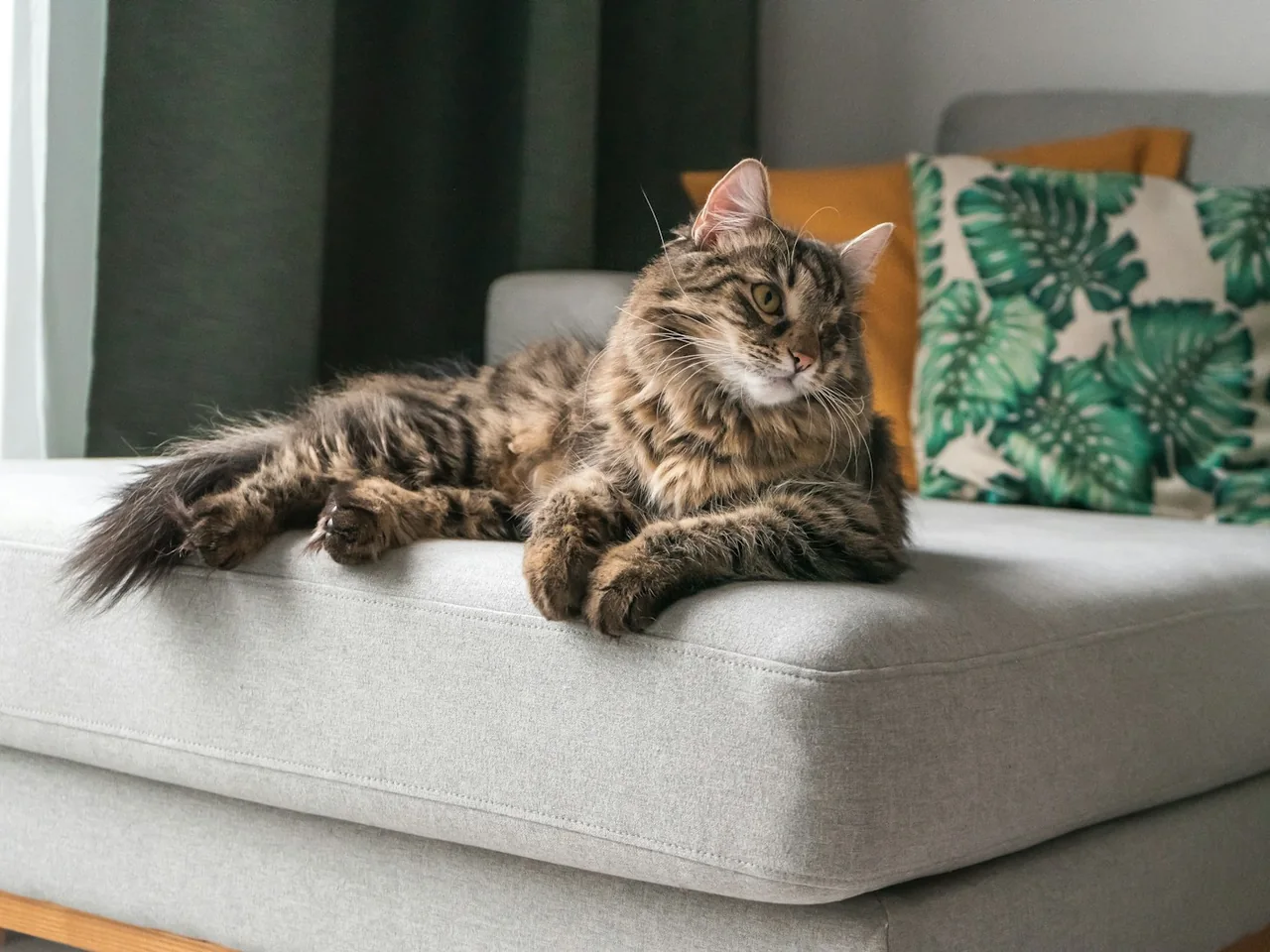 brown maine coon cat on ottoman