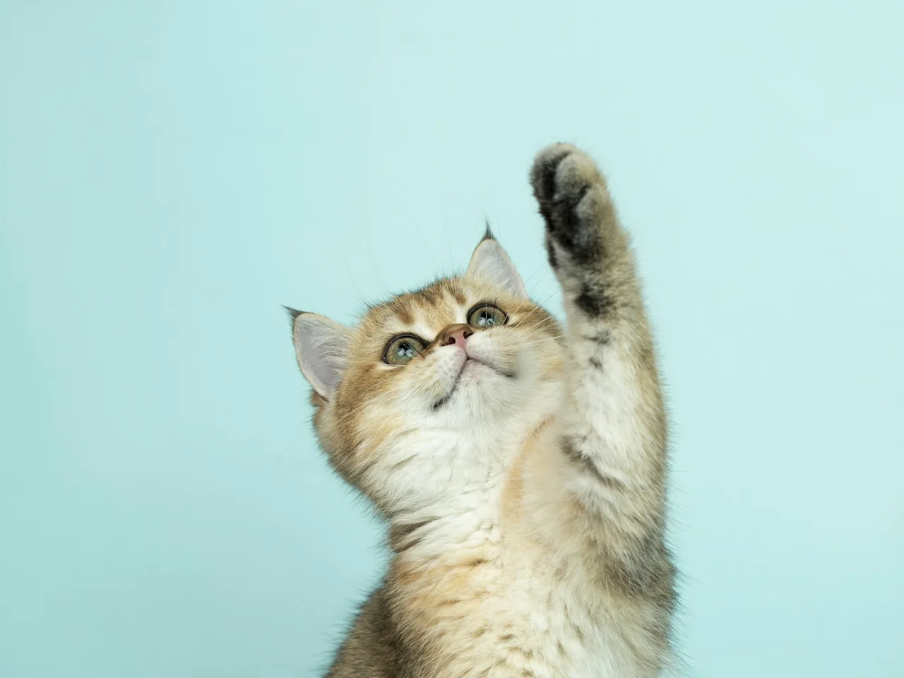 Kitten reaching upward against a blue background.
