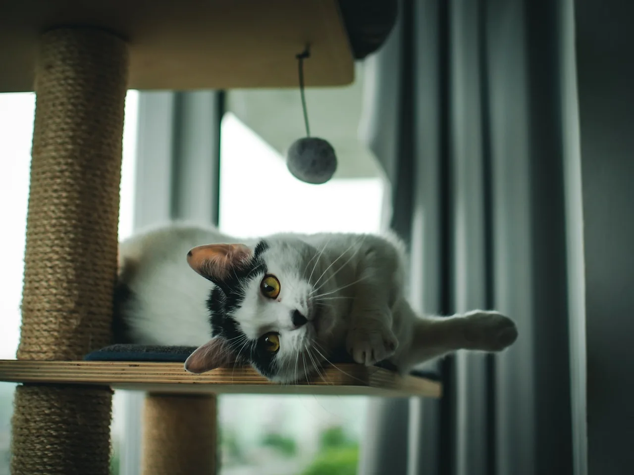 a black and white cat laying on top of a cat tree