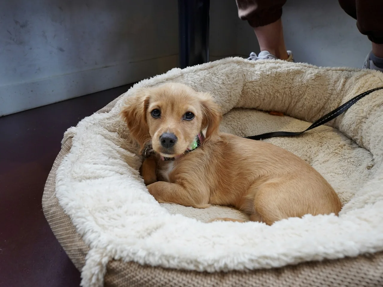 Small dog lying in a fluffy cream bed.