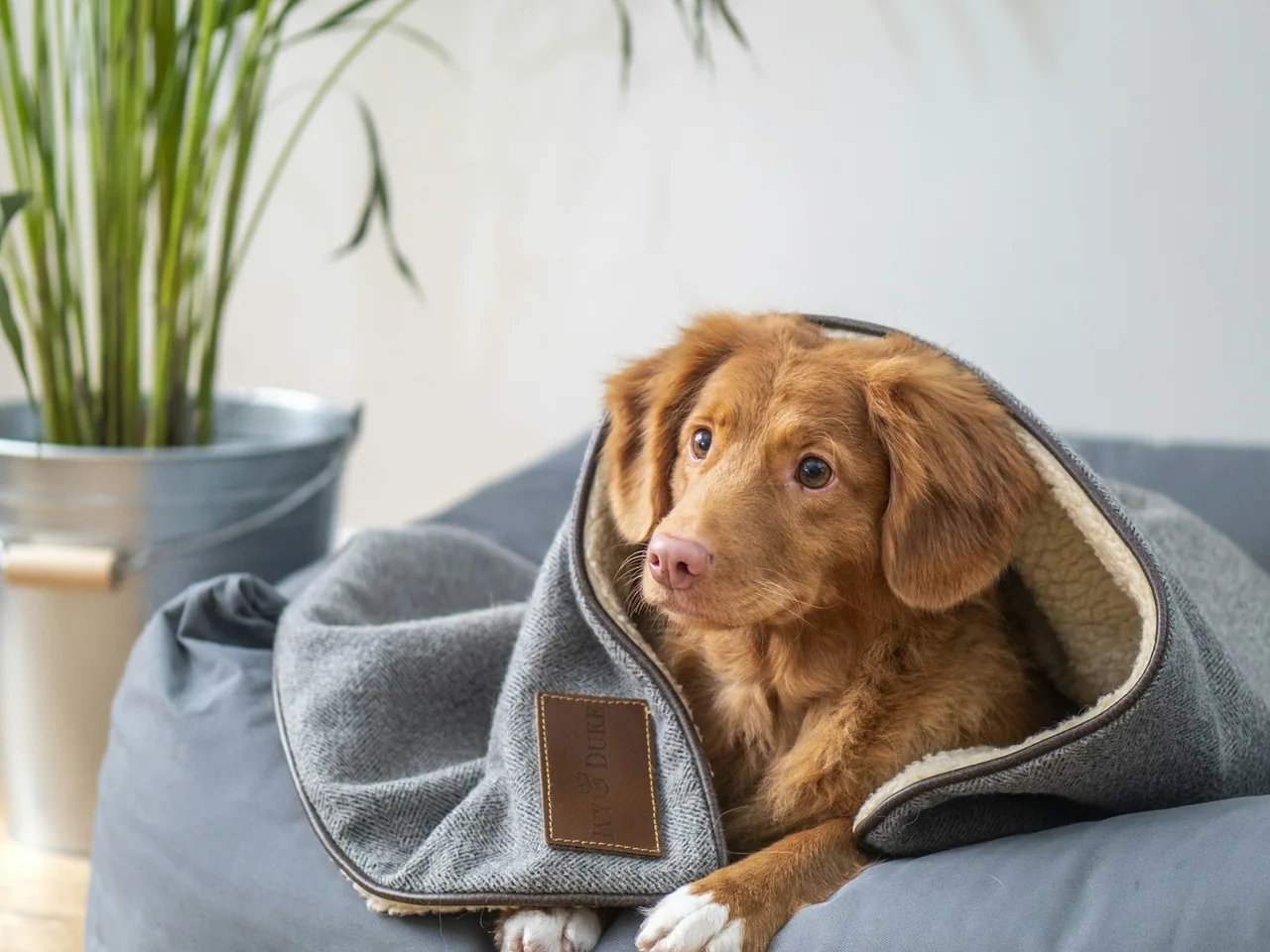 brown short coated dog on gray textile
